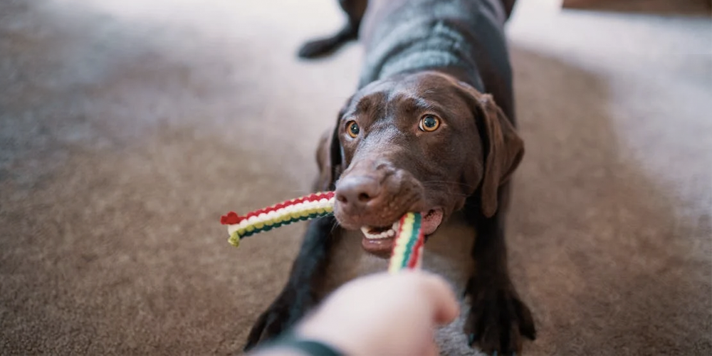 Juguetes para tu perro hechos en casa