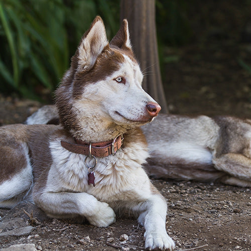 Tundra