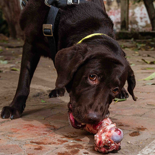 Gonzalo