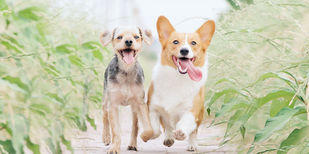 10-razas-de-perros-para-convivir-con-niños happypalmx