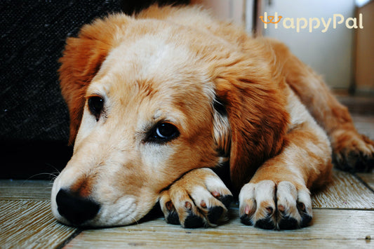 Alimentos-tóxicos-para-perros-que-debes-evitar happypalmx