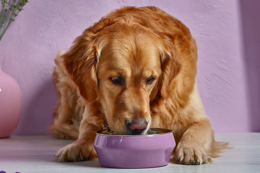 Mejor alimentación para Golden Retriever