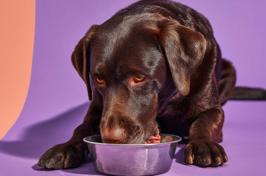 Mejor comida para Labrador Retriever