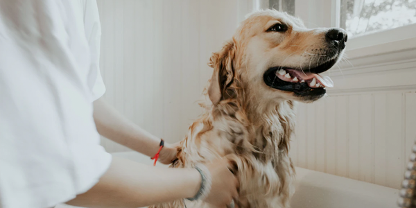 ¿Cada cuánto se debe bañar un perro?