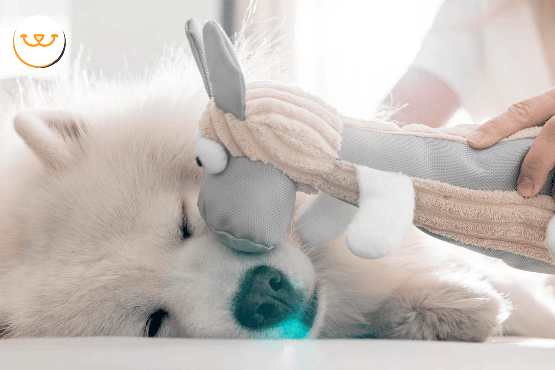 Cómo-saber-si-mi-perro-tiene-problemas-de-digestión happypalmx