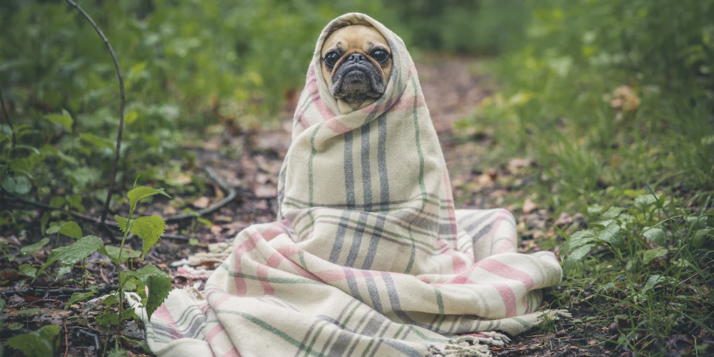 Cómo-saber-si-mi-perro-tiene-frío happypalmx