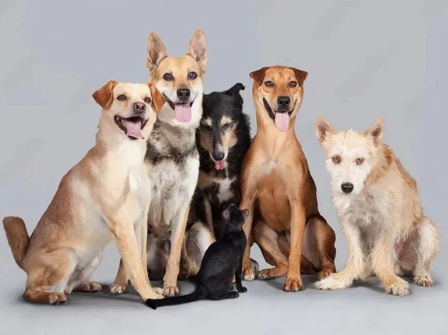 Comparativa-de-Precios-Alimentación-Cruda-para-Perros happypalmx