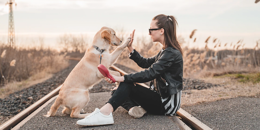 Consejos-para-entrenar-a-tu-perro-fácilmente happypalmx