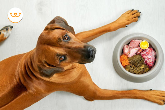 6-Beneficios-Sorprendentes-de-la-Dieta-BARF-para-tu-Mascota happypalmx