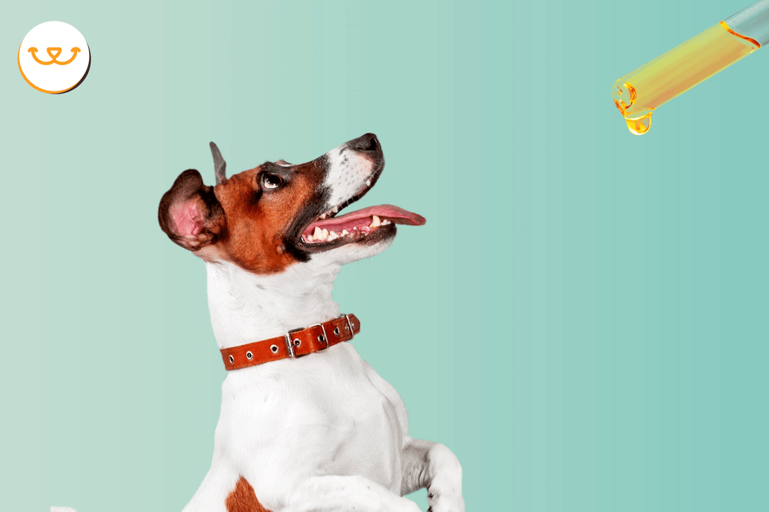 Sirve-el-Omega-3-para-el-pelo-y-salud-de-mi-perro-o-gato happypalmx