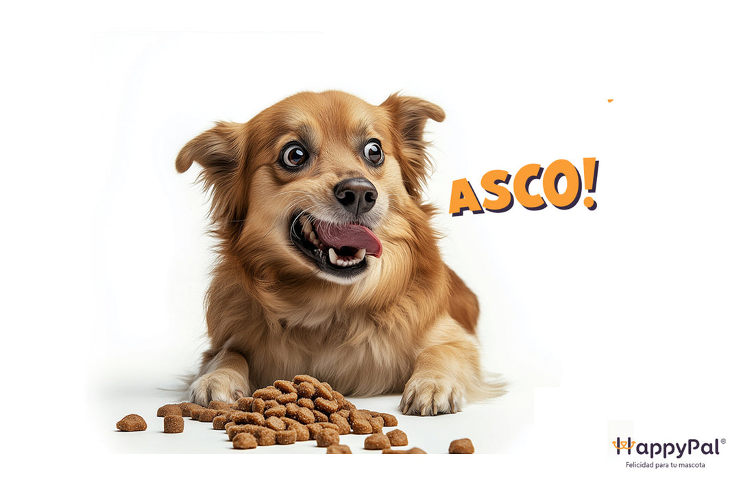 Dieta BARF en México: lo que debes saber antes de elegir comida natural para tu perro