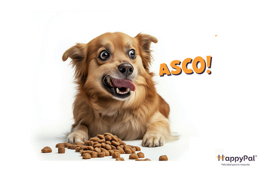 Dieta BARF en México: lo que debes saber antes de elegir comida natural para tu perro