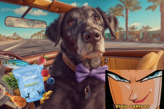 Mejor Comida para Perros Senior