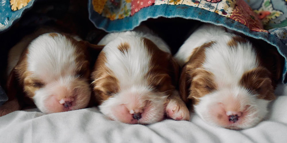 Embarazo-psicológico-en-perritas happypalmx