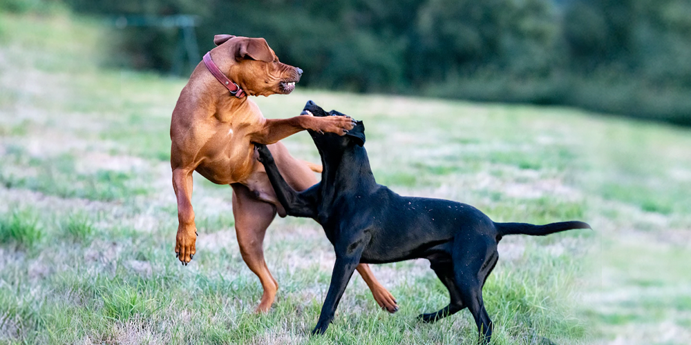 La-agresividad-de-los-perros-se-puede-corregir happypalmx