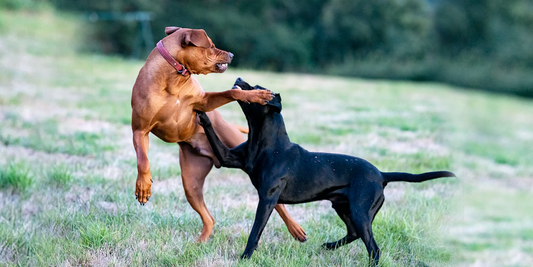 La-agresividad-de-los-perros-se-puede-corregir happypalmx