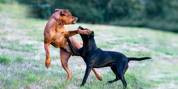 ¿La agresividad de los perros se puede corregir?
