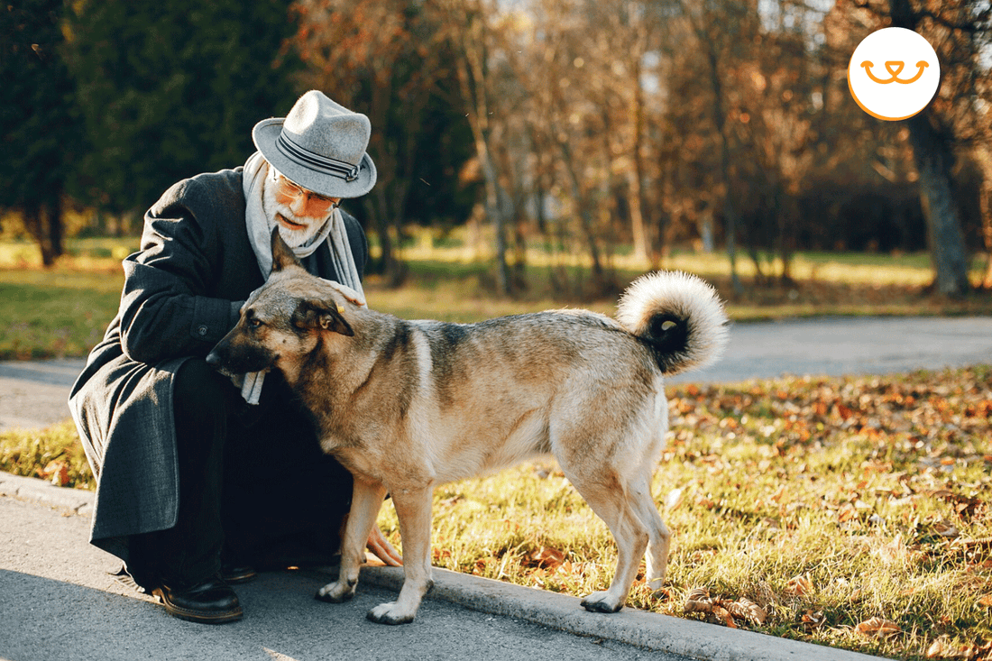 Los-mejores-alimentos-para-tu-perro-viejo happypalmx