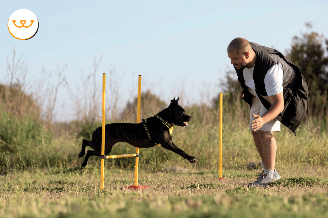 Mi-perro-es-deportista-Cómo-le-ayudo happypalmx