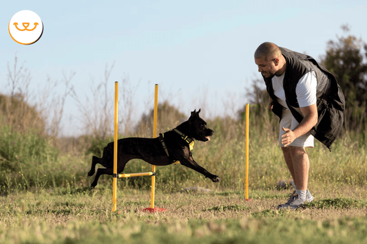 Mi-perro-es-deportista-Cómo-le-ayudo happypalmx