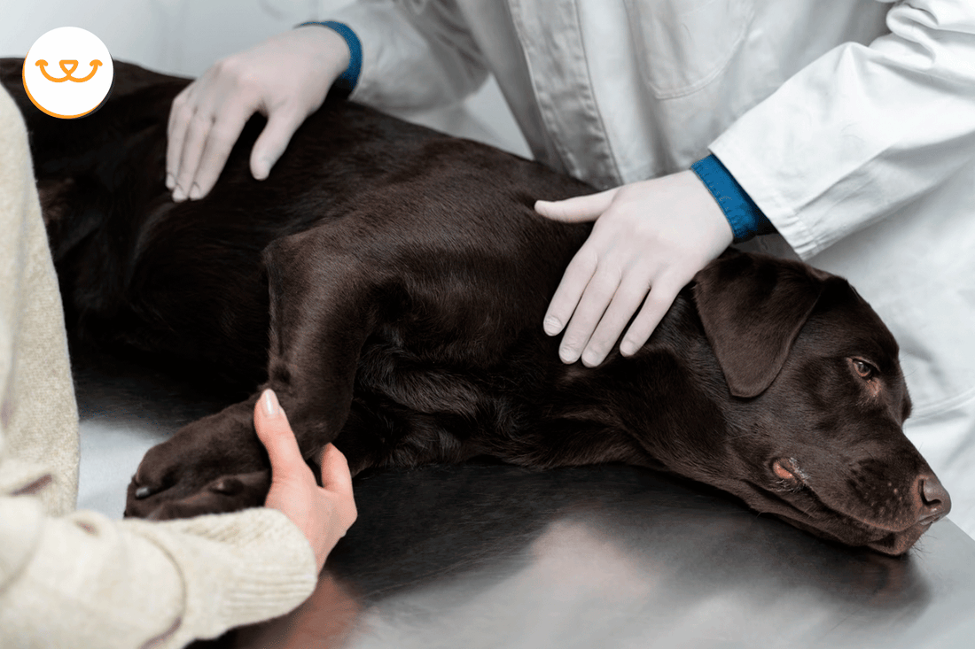 Mi-perro-se-enferma-mucho-Qué-hago happypalmx