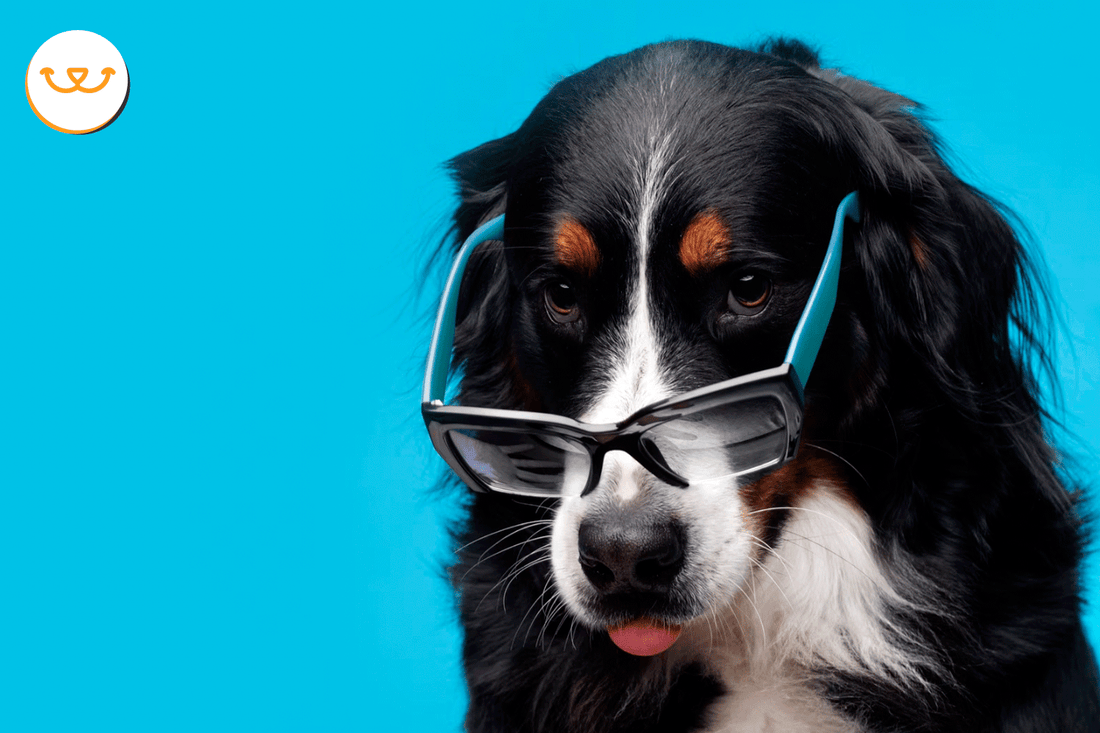 Para-qué-sirven-los-probióticos-en-los-perros happypalmx