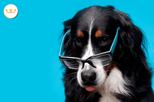 Para-qué-sirven-los-probióticos-en-los-perros happypalmx