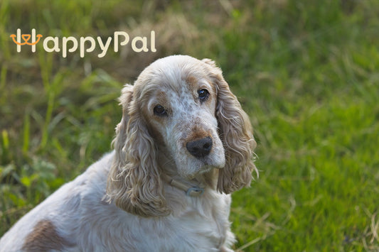 Perros-Mayores-Cuidados-Esenciales-Para-Una-Vida-Plena happypalmx