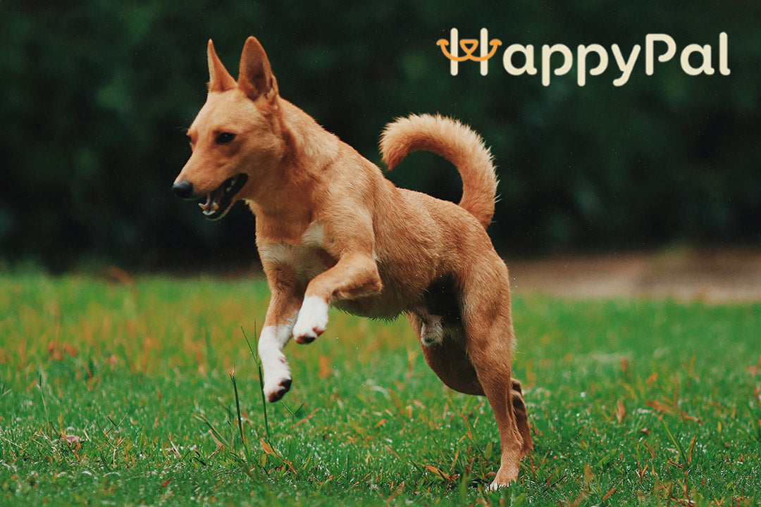 Perros y ejercicio: cómo mantener a tu mascota activa y saludable