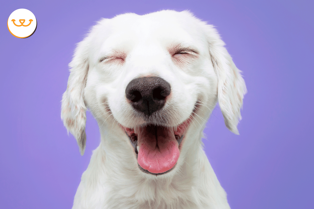 Por-qué-darle-antioxidantes-y-vitaminas-para-mascotas happypalmx