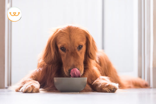 Mejorando-la-Salud-Digestiva-de-tu-Mejor-Amigo-Peludo happypalmx