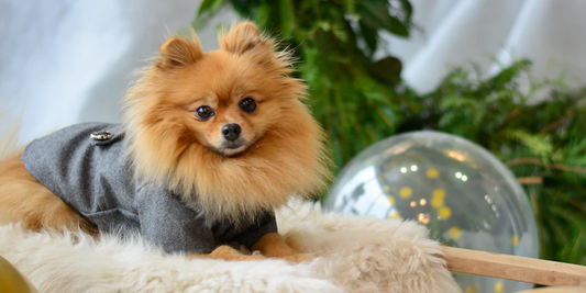 Qué-es-el-pedigree happypalmx