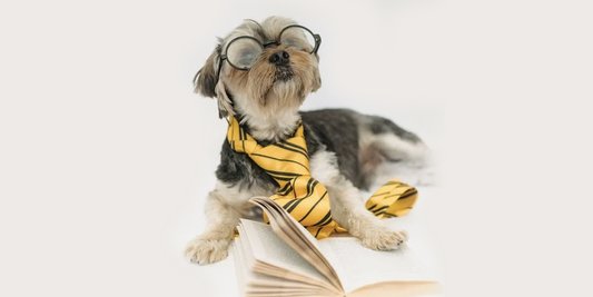 Rabia-en-los-perros-mitos-y-realidades happypalmx