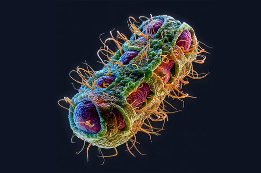¿La dieta BARF puede transmitir Salmonella?