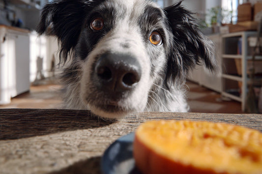 ¿Es buena la calabaza para el estreñimiento en perros?