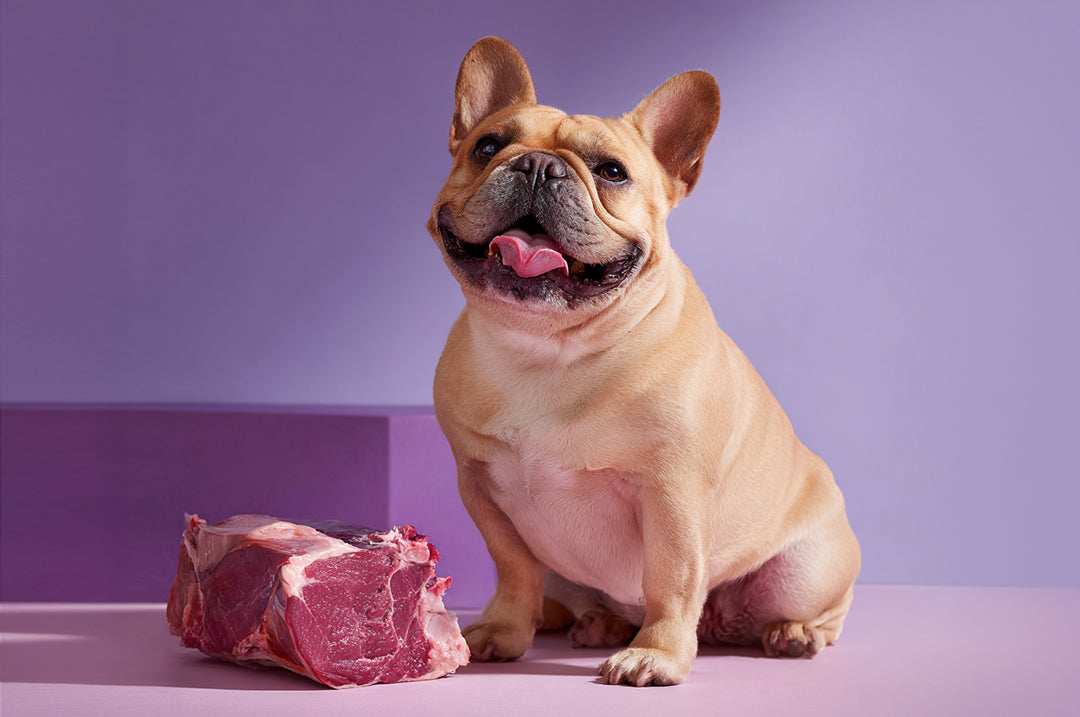 ¿La carne cruda es peligrosa para los perros?