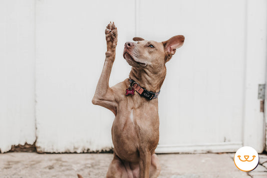 Cómo-cuidar-las-patitas-de-tu-perro happypalmx