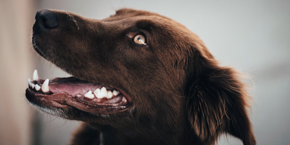 Cómo-limpiarle-los-dientes-a-tu-perro happypalmx