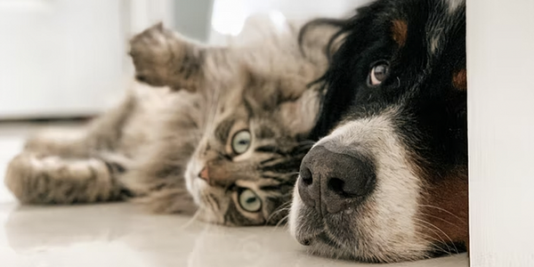 Convivencia entre perros y gatos