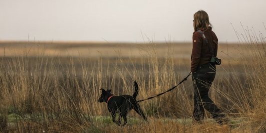 Cuántas-veces-se-debe-pasear-a-un-perro happypalmx