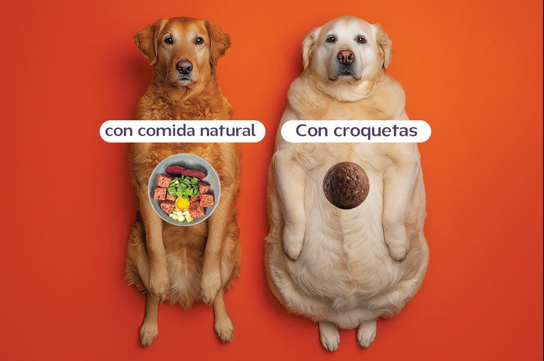 ¿La dieta BARF ayuda en perros con obesidad?