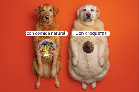 ¿La dieta BARF ayuda en perros con obesidad?