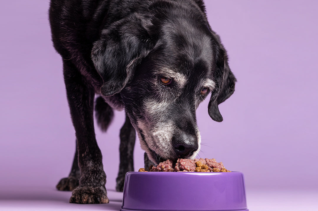 ¿La dieta BARF es buena para perros senior?