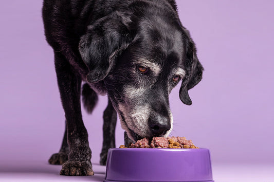¿La dieta BARF es buena para perros senior?