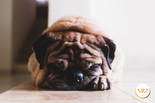 El-estreñimiento-en-perros happypalmx