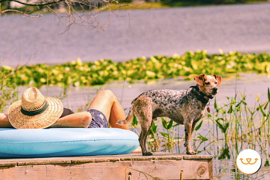 Golpe-de-calor-en-los-perros happypalmx