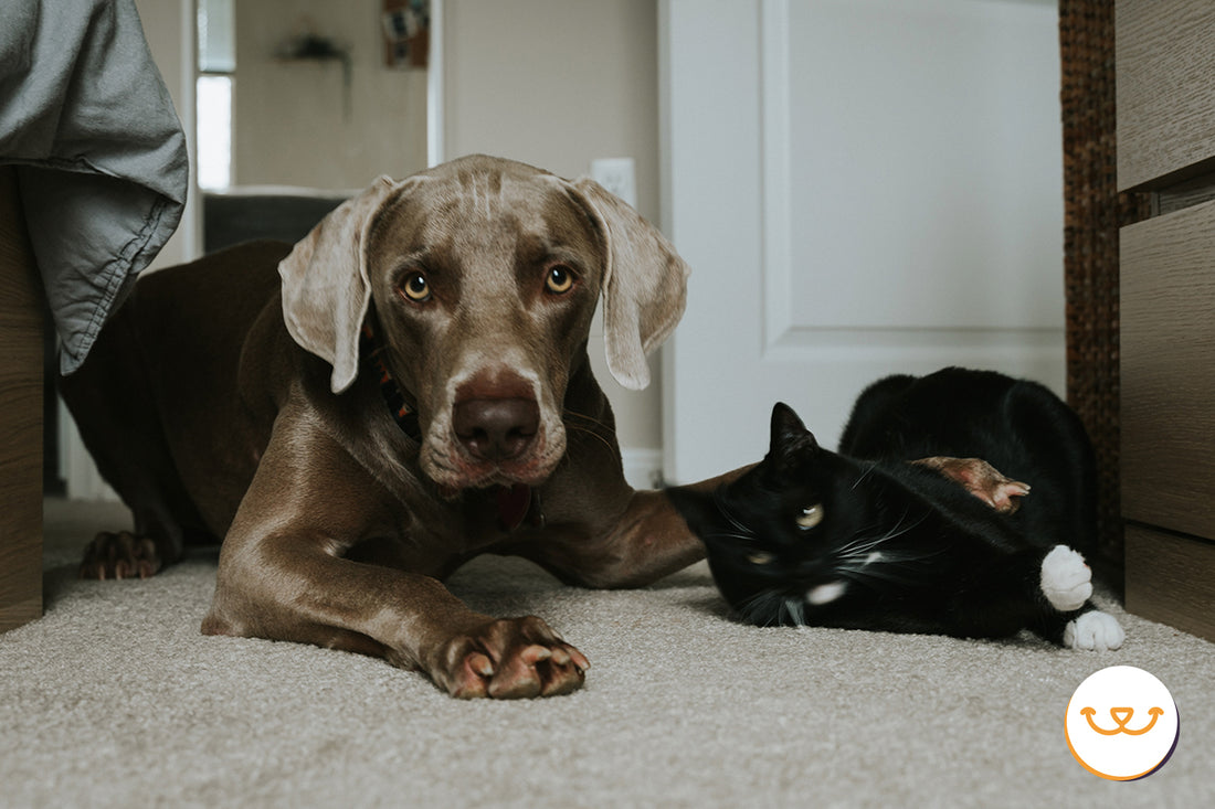 Mitos-sobre-los-perros happypalmx