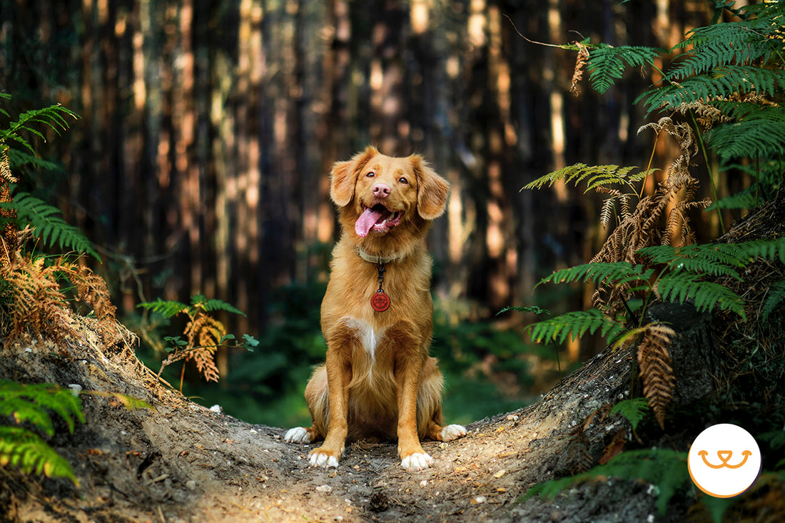 Pasear-con-la-correa-suelta happypalmx