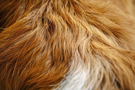 Piel sensible, pelo opaco y comezón en perros y gatos: qué nutrientes pueden ayudar