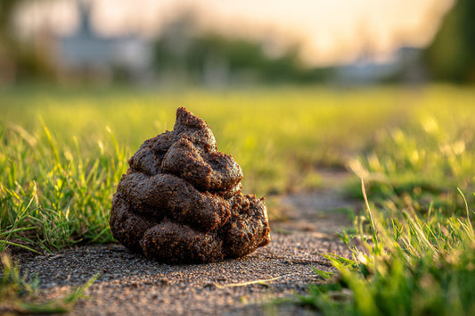 ¿Cómo debe ser la popó en dieta BARF?